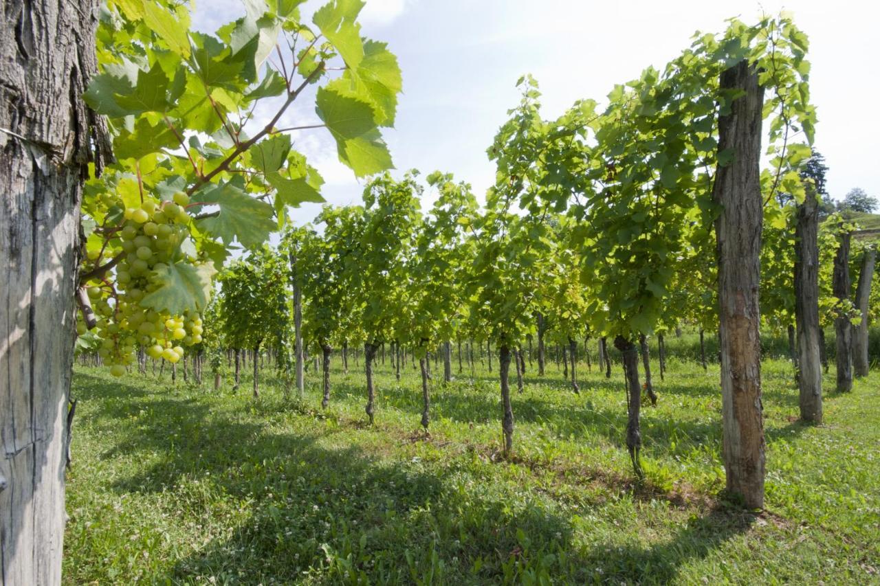 Alloggio Agrituristico Corte San Biagio Corno di Rosazzo Exteriér fotografie